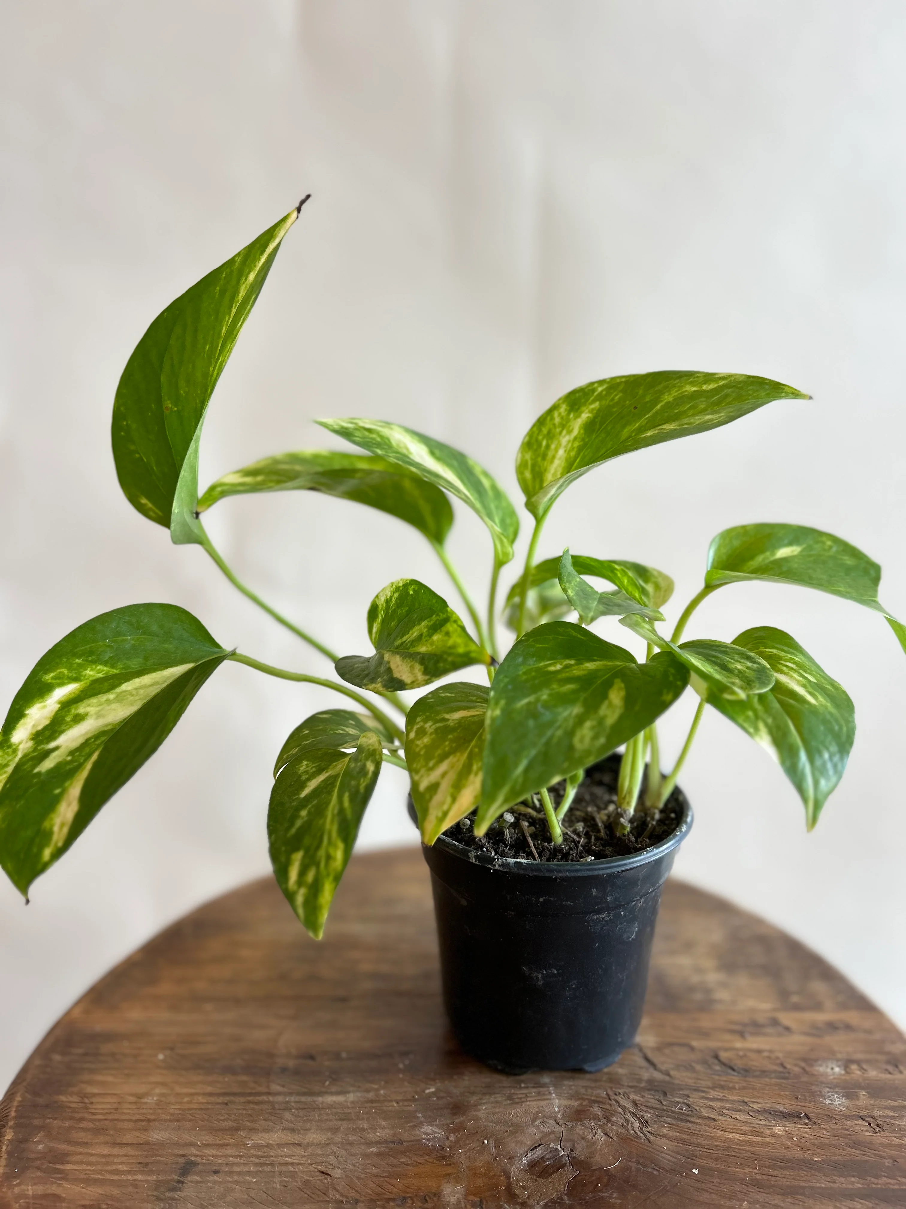 Elevate Your Home Greenery